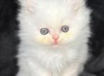 Pearl - Persian Cat For Sale - Callahan, FL, US