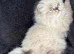 Phoebe - Himalayan Cat For Sale - Callahan, FL, US