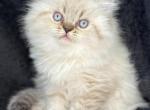 Marcus - Himalayan Cat For Sale - Callahan, FL, US