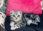 Black Silver Classic tabby Scottish Fold boy - Scottish Fold Cat For Sale - NY, US