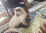 Lilac Lynx Point Siamese kitten - Siamese Cat For Sale - Kissimmee, FL, US