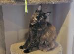 LionSpirit Raven - Maine Coon Cat For Sale - UT, US