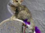 Penelope - Scottish Straight Cat For Sale - North Richland Hills, TX, US