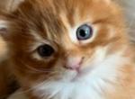 Cove - Maine Coon Cat For Sale - Manchester Township, NJ, US