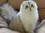 Cashmere - Scottish Fold Cat For Sale - Cherkasy, Cherkasy Oblast, UA