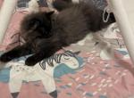 Ragdoll Persian Lynx Point Himalayan Cross Kittens - Ragamuffin Kitten For Sale - Ojai, CA, US