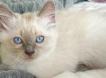 Blue Point Male Purrr Machine Cuddler - Ragdoll Cat For Sale - New York, NY, US