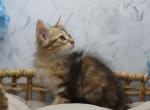 Uhtred CFA certified - Siberian Cat For Sale - Ashburn, VA, US