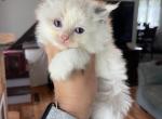 Seal bi color female 1 - Ragdoll Cat For Sale - Butler, PA, US