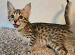 F4 Miss Yellow - Savannah Kitten For Sale - Lakeland, FL, US