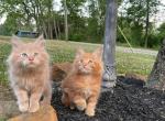 Pure Bred Maine Coon Kittens - Maine Coon Cat For Sale - Stevens, PA, US