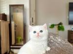 White Shortleg Girl - Munchkin Cat For Sale - Fontana, CA, US