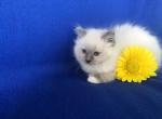 Tony - Ragdoll Cat For Sale - Reedsville, PA, US