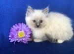 Timmy - Ragdoll Cat For Sale - Reedsville, PA, US