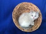 Teddy - Ragdoll Cat For Sale - Reedsville, PA, US