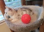 Barbara3 - Scottish Straight Cat For Sale - Philadelphia, PA, US