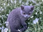 mias litter baby blue - Scottish Straight Cat For Sale - Arvada, CO, US