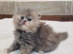 Blue - Himalayan Cat For Sale - Dallas, TX, US