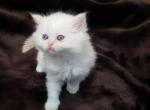 Dodi - Ragdoll Kitten For Sale - Dallas, TX, US