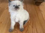 Purple colar boy - Ragdoll Cat For Sale - Boston, MA, US