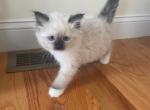 Yellow collar male - Ragdoll Kitten For Sale - Boston, MA, US