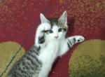 Venti - Domestic Kitten For Sale - West Springfield, MA, US