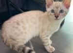 Dolce Snow Seal Lynx Point - Bengal Cat For Sale - Morgantown, IN, US