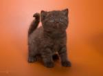 Henry - British Shorthair Cat For Sale - Miami, FL, US