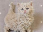 Ponchik Selkirk Rex - Devon Rex Cat For Sale - Miami, FL, US