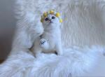 Potato - British Shorthair Cat For Sale - State College, PA, US