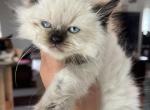 Seal point female ready to go - Ragdoll Cat For Sale - Butler, PA, US