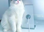 Poni - Ragdoll Cat For Sale - Charlotte, NC, US