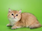 Boni - British Shorthair Cat For Sale - Charlotte, NC, US