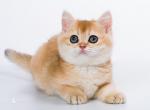 Lily - British Shorthair Cat For Sale - Charlotte, NC, US