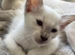 Maddie - Siamese Cat For Sale - Philadelphia, PA, US