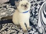 Scottish straight boy blue - Scottish Straight Cat For Sale - Houston, TX, US