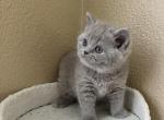 Scottish straight lilac boy - Scottish Straight Cat For Sale - Houston, TX, US