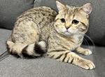 Scottish Straight - Scottish Straight Kitten For Sale - Vancouver, WA, US