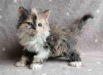 Pretty Selkirk Rex - Devon Rex Cat For Sale - Miami, FL, US