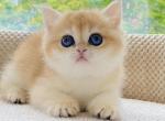 Santa - British Shorthair Cat For Sale - Pembroke Pines, FL, US