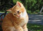 Sunset - Domestic Cat For Sale - Reading, PA, US