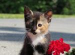 Betsy - Domestic Cat For Sale - Reading, PA, US