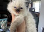 Seal point male - Ragdoll Cat For Sale - Butler, PA, US