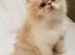 CFA Persian Male - Persian Kitten For Sale - 