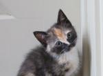 Bonnie - Domestic Cat For Sale - Reading, PA, US