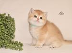 Rio - British Shorthair Kitten For Sale - Federal Way, WA, US