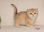 Raya - British Shorthair Kitten For Sale - Federal Way, WA, US