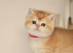 Rylee - British Shorthair Kitten For Sale - Federal Way, WA, US