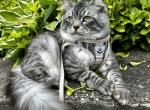 Kiev - Siberian Cat For Sale - Melbourne, FL, US