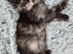 Rogue - Maine Coon Cat For Sale - Rockford, IL, US